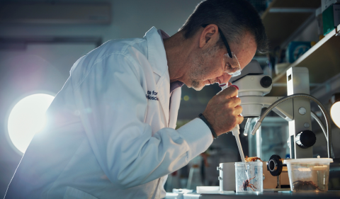 A person in a lab coat is holding a pipette and touching a funnel web spider, which is in a plastic container.