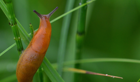 An orange slug on a green leaf