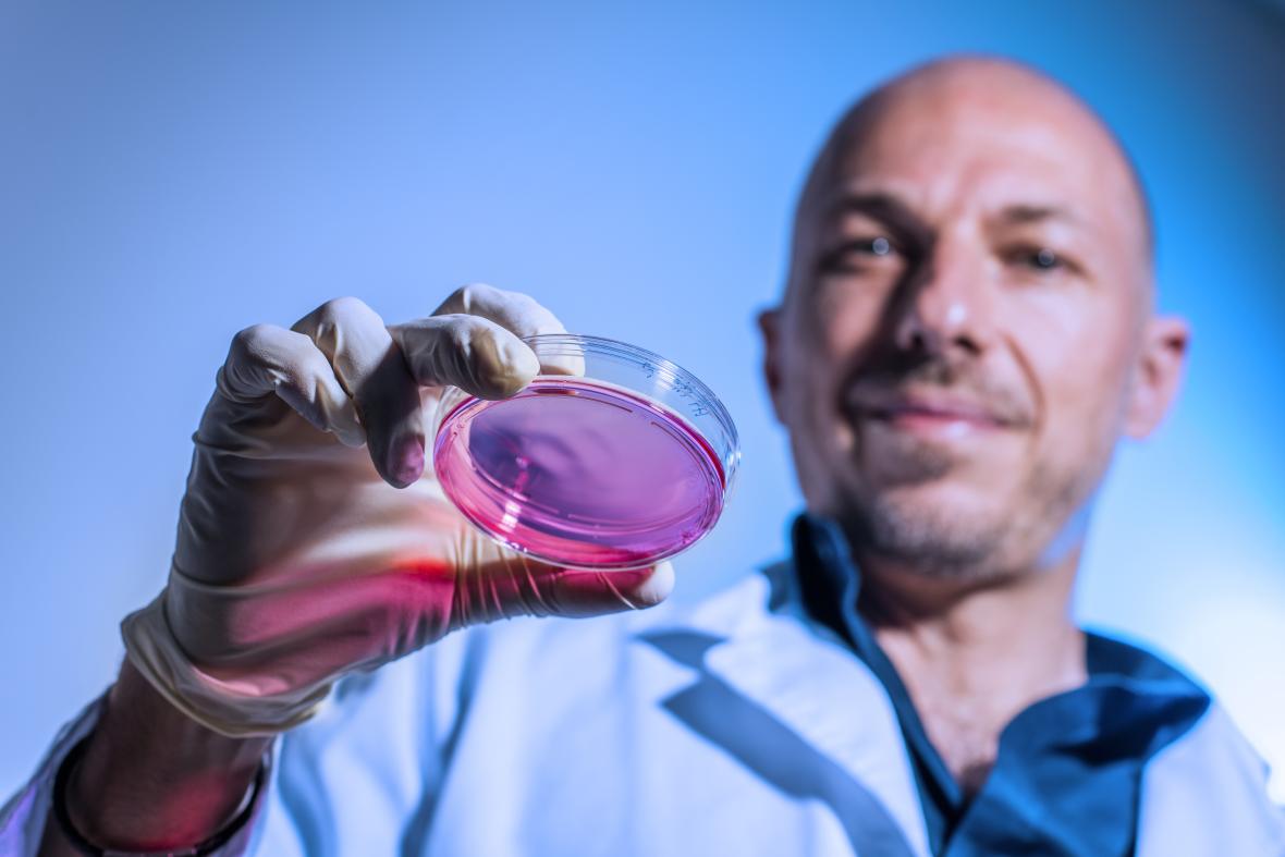 Person wearing gloves holding a clear petri dish containing pink contents.